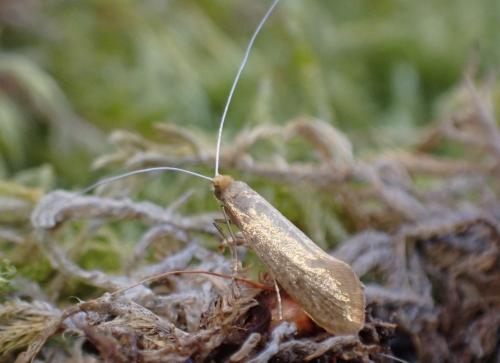 Nematopogon sp.